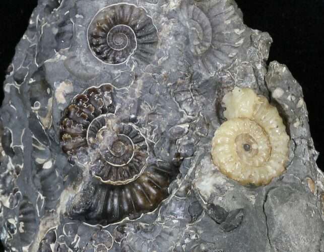 Marston Magna Ammonite Cluster #30767